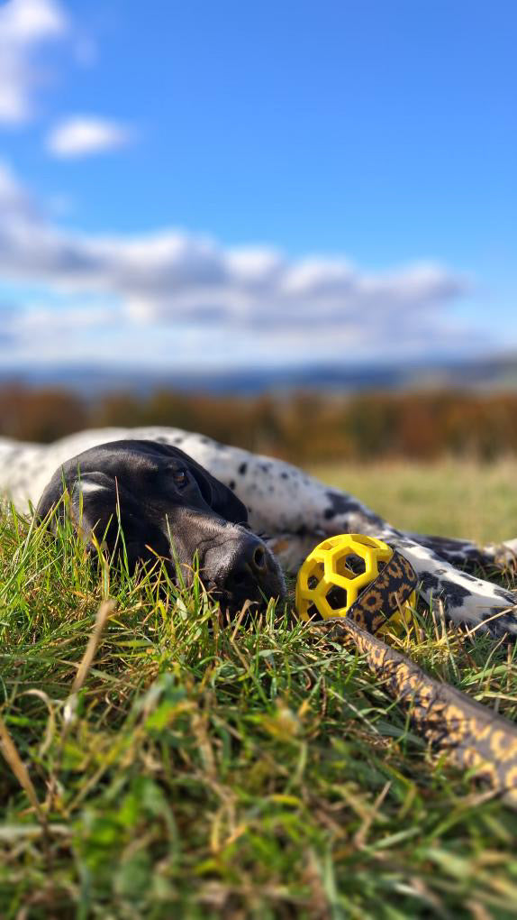 Zerrspielzeug mit Ball „Sunflower“