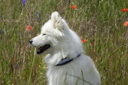 Softshell Hundehalsband “PEAK”