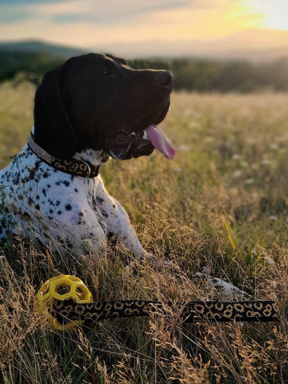 Sunflower Hundehalsband