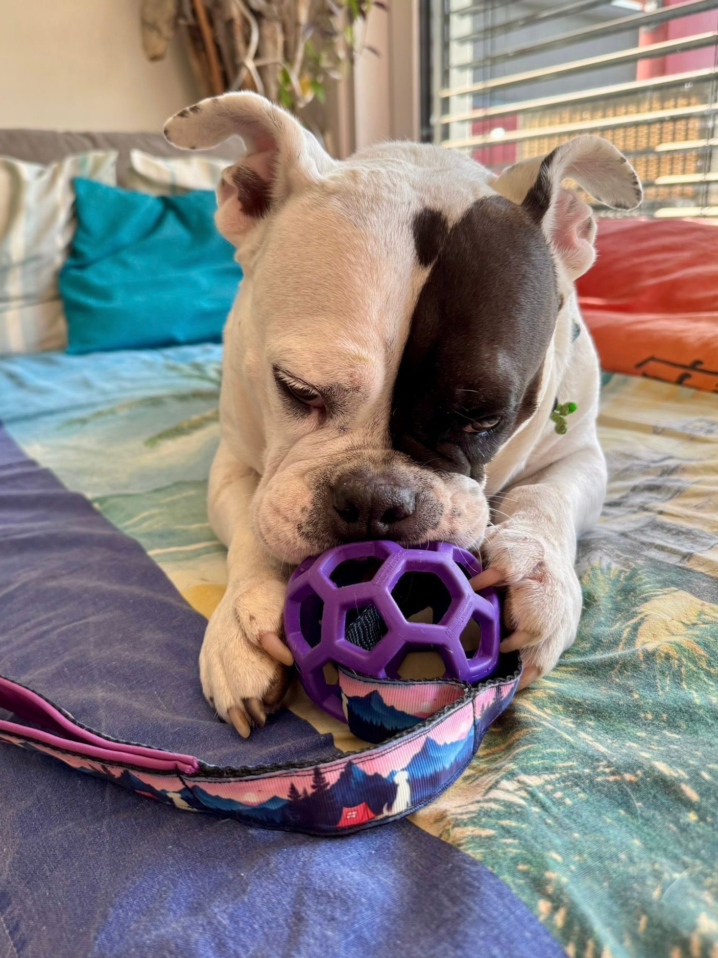 Meadly Zerrspielzeug mit Ball 